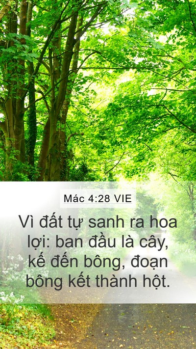 Mác 4:28 VIE Bible Verse Image