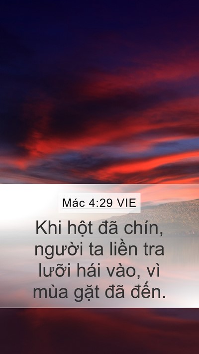 Mác 4:29 VIE Bible Verse Image