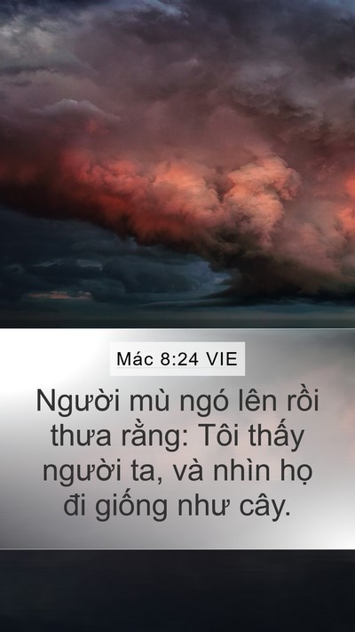 Mác 8:24 VIE Bible Verse Image