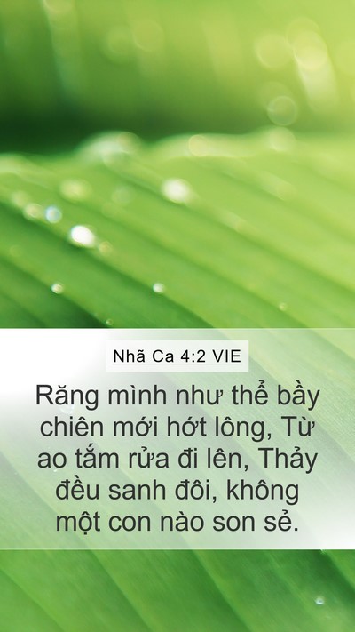 Nhã Ca 4:2 VIE Mobile Phone Wallpaper - Răng mình như thể bầy chiên mới hớt - Mobile Bible Verse Wallpaper