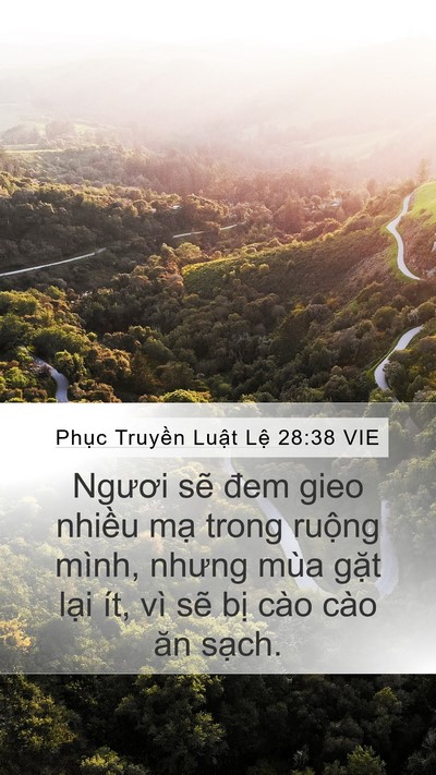 Phục Truyền Luật Lệ 28:38 VIE Bible Verse Image