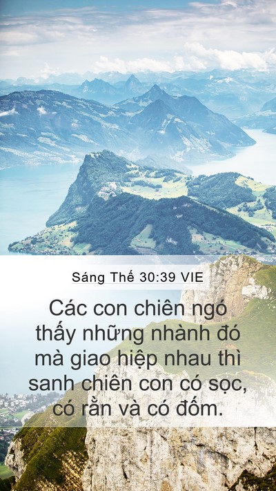 Sáng Thế 30:39 VIE Mobile Phone Wallpaper - Các con chiên ngó thấy những nhành đó - Mobile Bible Verse Wallpaper