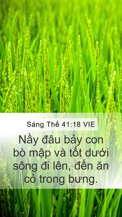Sáng Thế 41:18 VIE Mobile Phone Wallpaper - Nầy đâu bảy con bò mập và tốt dưới - Mobile Bible Verse Wallpaper
