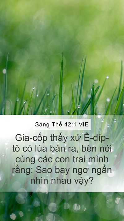 Sáng Thế 42:1 VIE Mobile Phone Wallpaper - Gia-cốp thấy xứ Ê-díp-tô có lúa bán - Mobile Bible Verse Wallpaper