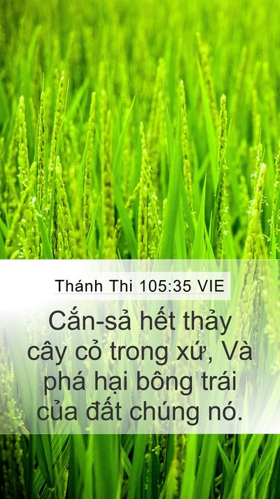 Thánh Thi 105:35 VIE Mobile Phone Wallpaper - Cắn-sả hết thảy cây cỏ trong xứ, Và - Mobile Bible Verse Wallpaper