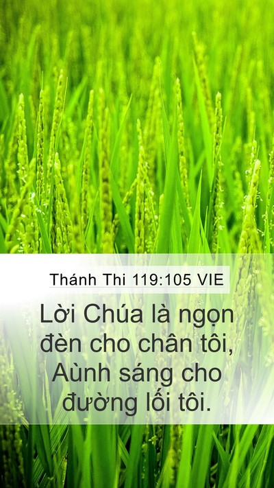 Thánh Thi 119:105 VIE Bible Verse Image