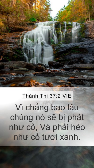 Thánh Thi 37:2 VIE Bible Verse Image