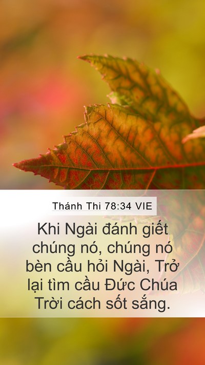 Thánh Thi 78:34 VIE Bible Verse Image