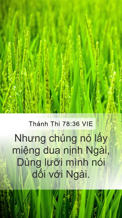 Thánh Thi 78:36 VIE Bible Verse Image