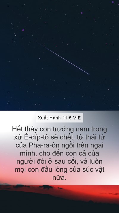 Xuất Hành 11:5 VIE Bible Verse Image