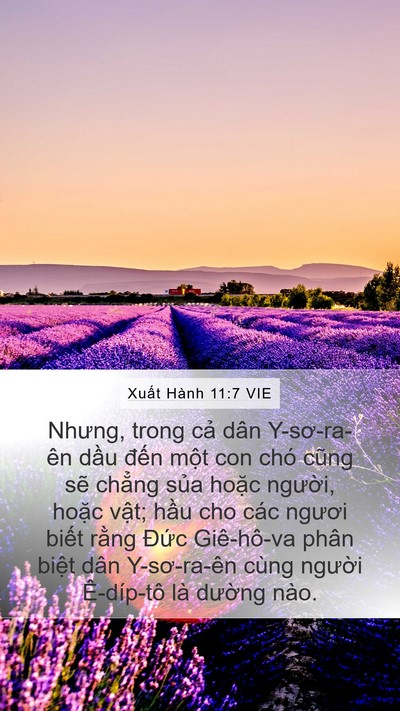 Xuất Hành 11:7 VIE Bible Verse Image