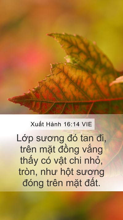 Xuất Hành 16:14 VIE Bible Verse Image