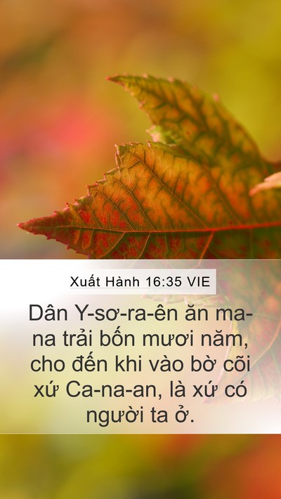 Xuất Hành 16:35 VIE Mobile Phone Wallpaper - Dân Y-sơ-ra-ên ăn ma-na trải bốn mươi - Mobile Bible Verse Wallpaper