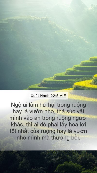 Xuất Hành 22:5 VIE Mobile Phone Wallpaper - Ngộ ai làm hư hại trong ruộng hay là - Mobile Bible Verse Wallpaper