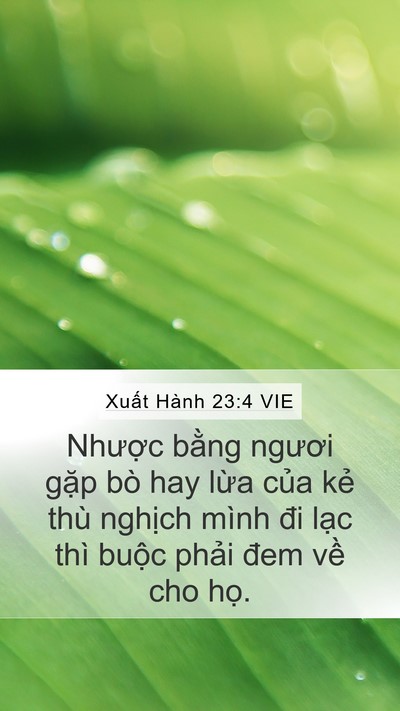 Xuất Hành 23:4 VIE Bible Verse Image