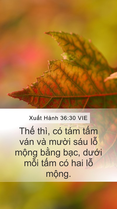 Xuất Hành 36:30 VIE Mobile Phone Wallpaper - Thế thì, có tám tấm ván và mười sáu - Mobile Bible Verse Wallpaper