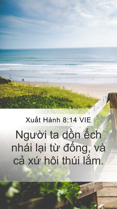 Xuất Hành 8:14 VIE Mobile Phone Wallpaper - Người ta dồn ếch nhái lại từ đống, - Mobile Bible Verse Wallpaper