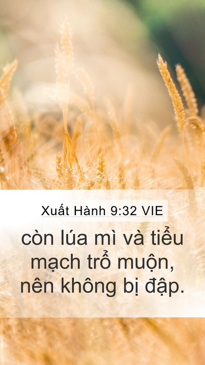Xuất Hành 9:32 VIE Bible Verse Image