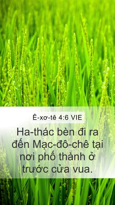 Ê-xơ-tê 4:6 VIE Mobile Phone Wallpaper - Ha-thác bèn đi ra đến Mạc-đô-chê tại - Mobile Bible Verse Wallpaper