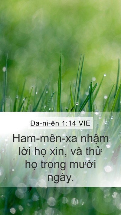Ða-ni-ên 1:14 VIE Mobile Phone Wallpaper - Ham-mên-xa nhậm lời họ xin, và thử họ - Mobile Bible Verse Wallpaper